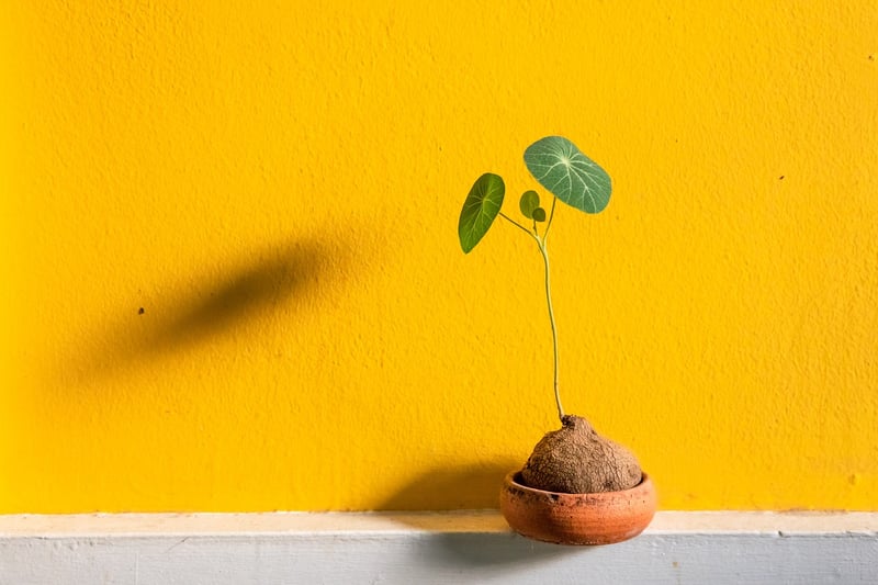 Plants in pots